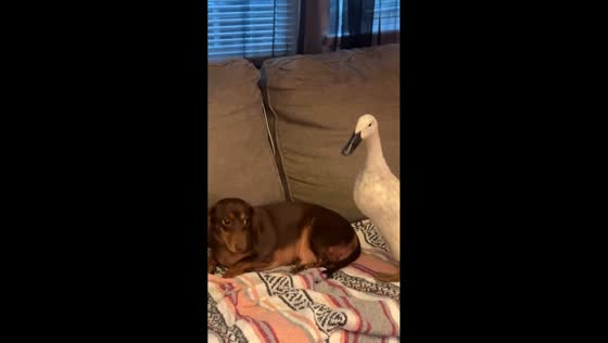 Heartwarming bond between dog and duck in Middle Island, USA