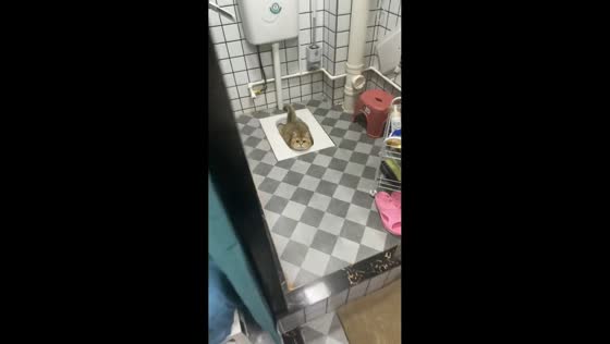 Cat found lounging inside toilet in Guangdong, China