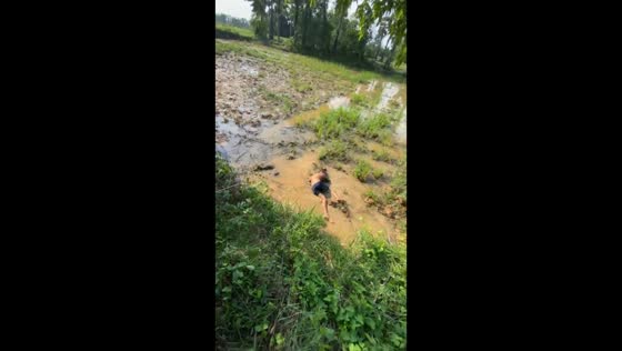 Man falls from tree into muddy field in Phnom Penh, Cambodia
