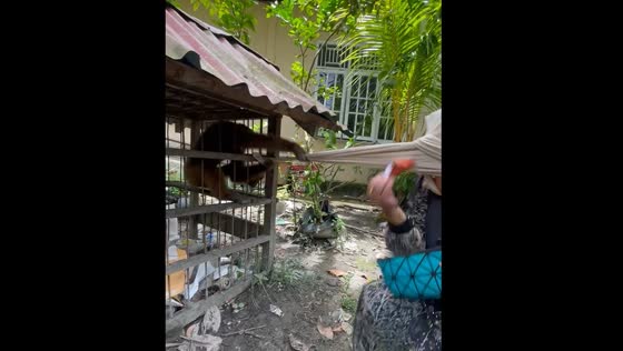 Monkey snatches hijab from person in Benteng Hulu