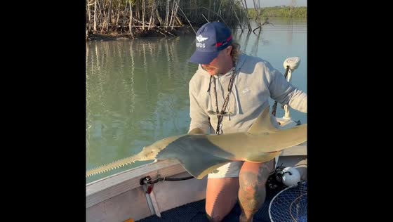 Sawfish rescued after becoming tangled in discarded fishing net in Darwin, Australia