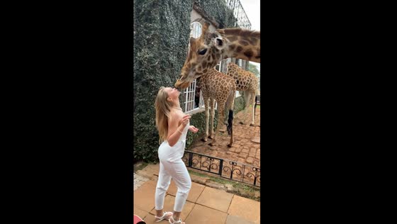 Giraffe Manor mouth-feed: unforgettable connection with wildlife in Nairobi