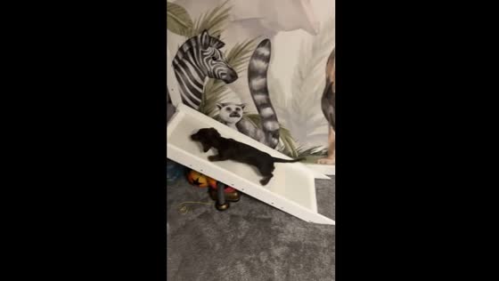 Puppy struggles up baby slide as toddler laughs in Glasgow