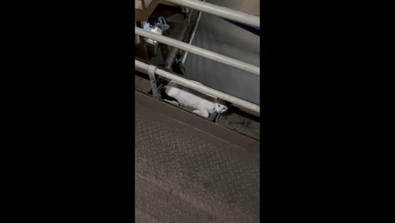 Pregnant stray cat perched atop footbridge in Makati, Philippines