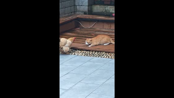 Buff Orpington chicken and a ginger tabby cat playfully fight over food in Guangdong, China