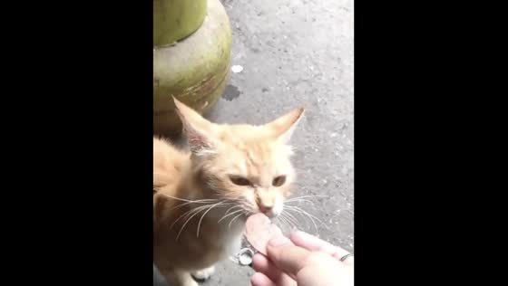 Adorable cat brings food to kittens - caught on camera in Bandung, Indonesia