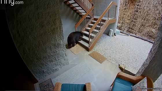Surveillance footage captures curious visitor exploring Gatlinburg condo