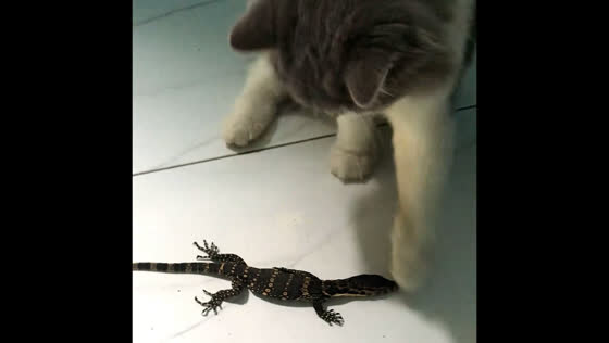 The lizard unexpectedly snapped at cat's paws