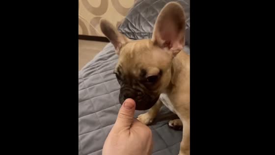 French Bulldog Rocky Helps Count Money in the Cutest Way