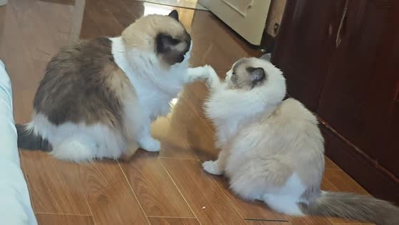 Ragdoll cats playfully paw at each other in Shanghai, China