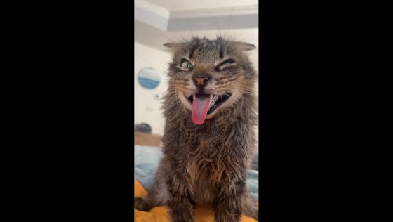 Cat with myotonia congenita makes a silly face in Ashburn, Virginia, USA