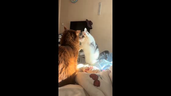 Short-legged cat gives up after playful tap in Shanghai, China