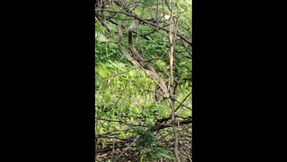 Three entangled snakes rescued from bushes in Beawar, Rajasthan