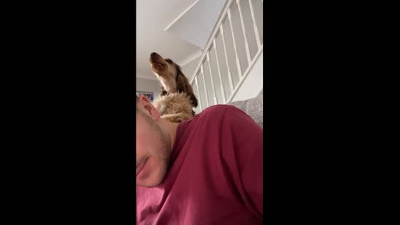 Howling hilarity: UK dog steals spotlight with surprise ear bite!