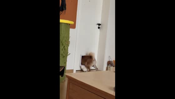 Shiba Inu figures out how to retrieve toy through pet flap in Anhui, China