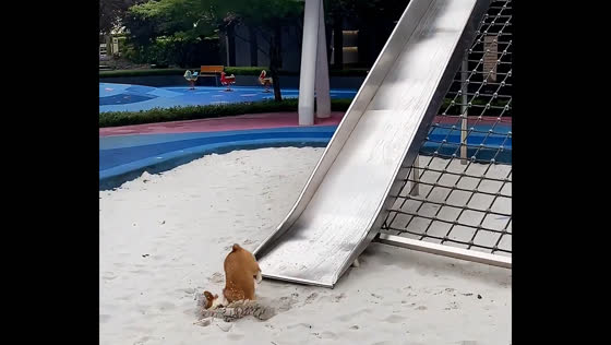 Corgi slides down children's slide with playful landing in Beijing