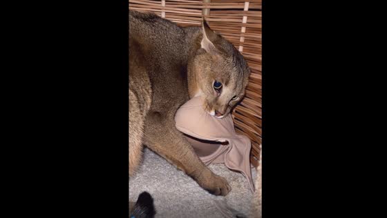 Feisty feline defends favorite find: Pandora's passion for bras unleashed