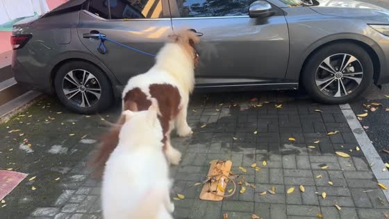 Pony chases barking dog during playful interaction in Hunan, China