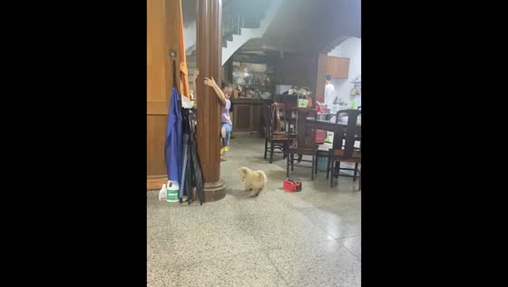 Child climbs pillar repeatedly as playful puppy reacts in Guangdong, China