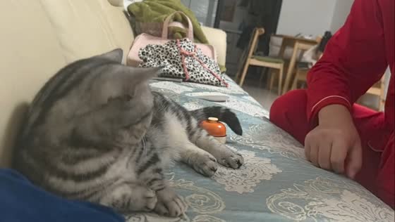 British Shorthair cat plays bell with owner in Shandong, China