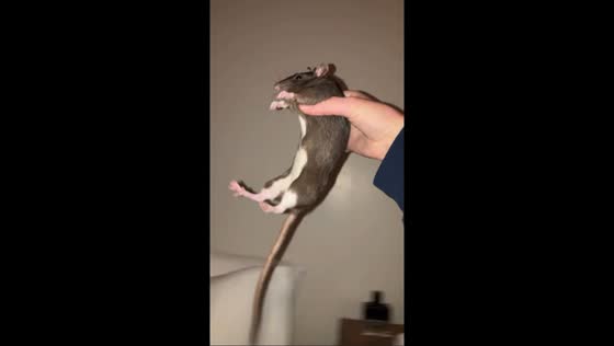 Man plays with a rat on the bed in Lafayette, Louisiana