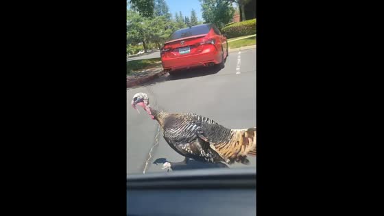 Wild Turkey chases car in Sacramento, CA