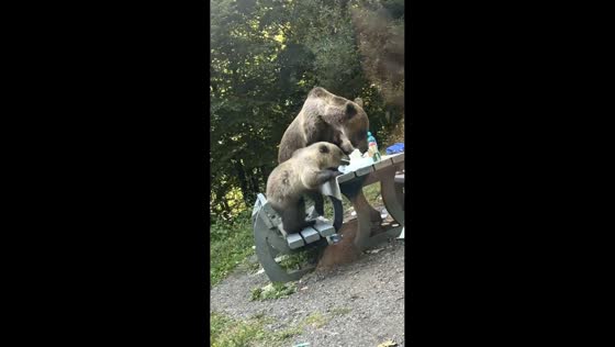 Mother bear and cubs eat food left on roadside table in Transfagarasan, Romania