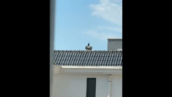Pigeon spins on rooftop turbine vent in Ningxia, China