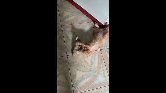 Dog covers ears while owner sings in Pampanga, Philippines