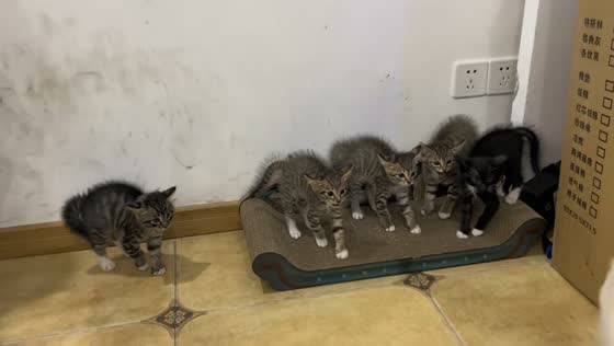 Kittens huddle with puffed-up fur after spotting dog in Hunan, China
