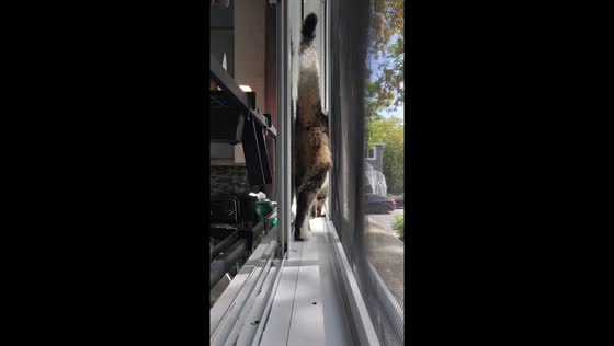 Clever tabby cat slides through window track to fetch toy in Longueuil, Canada