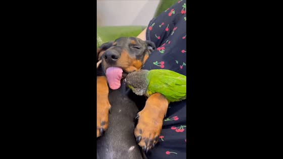 Bird pecks tongue of sleeping dachshund in Shaanxi, China