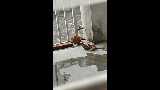 Turtle flips itself over in Malaysia