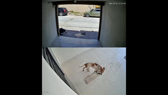 Dog hilariously steals neighbor’s doormat before owner returns it in Matamoros, Mexico