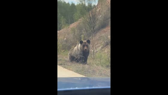Bear suddenly jumps up beside road in Inner Mongolia, China