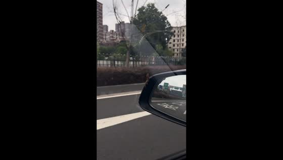 Lizard holds on to moving car's side mirror in Jiangsu, China
