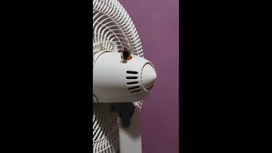 Cockroach stays still as it “rides” oscillating fan in Misiones, Argentina