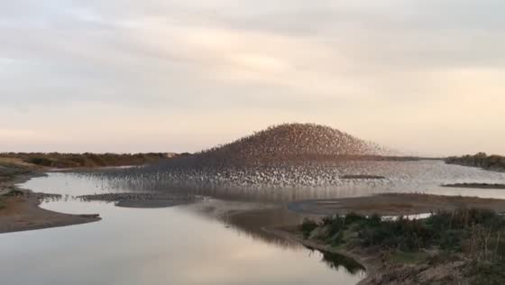 Stunning knot murmuration captured at Snettisham Nature Reserve in Norfolk, UK