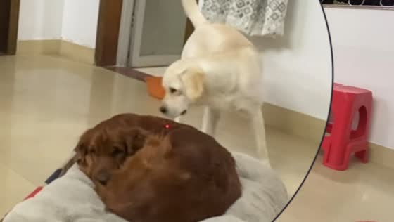 Curious dog tries to catch laser dot while another rests in Guangdong, China