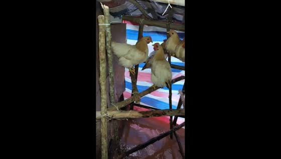 Flooded poultry house leaves chickens perched above rising water in Guangxi. China