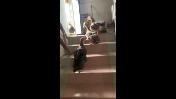 Ducks adorably walk upstairs to leave the house in Guangxi, China