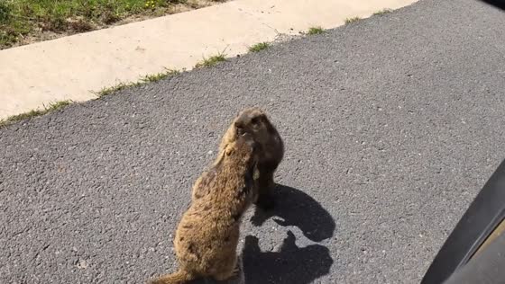 Himalayan marmots pause traffic with roadside scuffle in Gannan, China