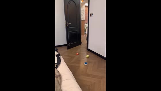 Clever Border Collie tidies up after owner in Shandong, China