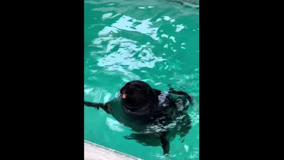 Cute seal makes funny sounds at the show in Listvyanka, Russia