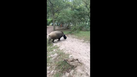  Wild boar steals bag and runs away on MacLehose Trail, Hong Kong