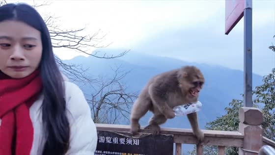 Monkey steals bottled water during photo moment in Fujian, China