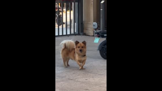 Dog walks with an unusual posture on a sidewalk in Hebei, China