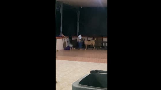 Innocence unveiled: Nurul's playful encounter with furry friend in Makassar, Indonesia