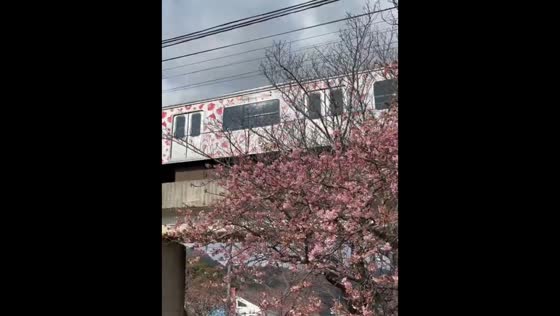 Train passes early Kawazu-zakura blossoms in Kawazu, Shizuoka, Japan