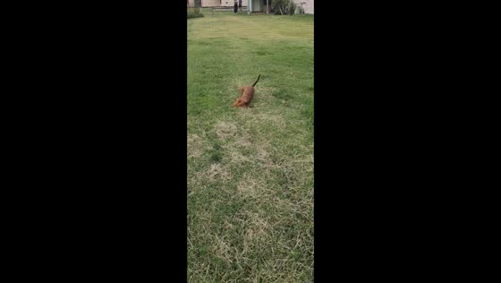 Dachshund trips and rolls while running in Carmen de Patagones, Argentina